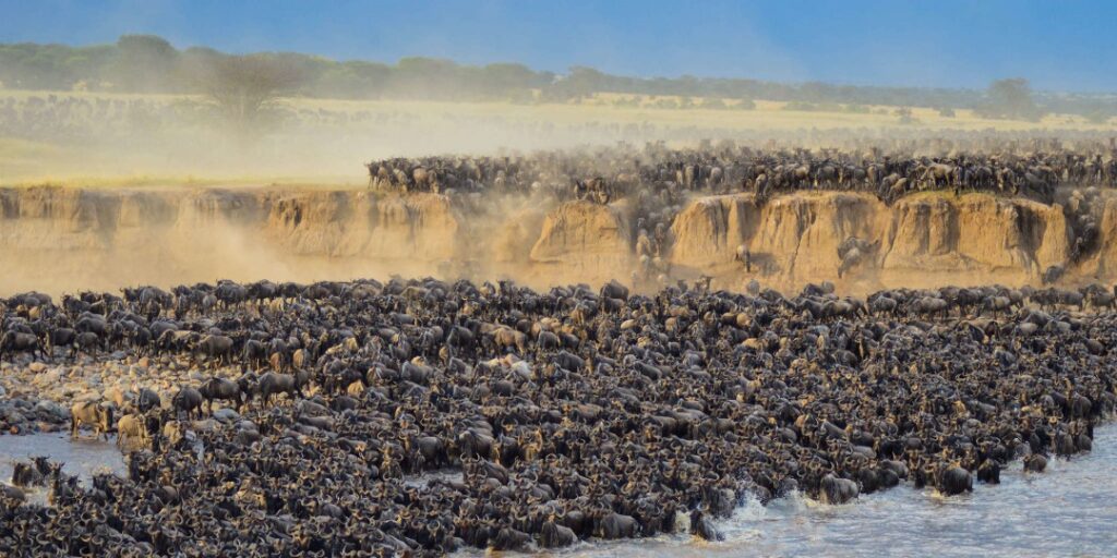 Wildebeest passing mara river on the great wildebeest Migration