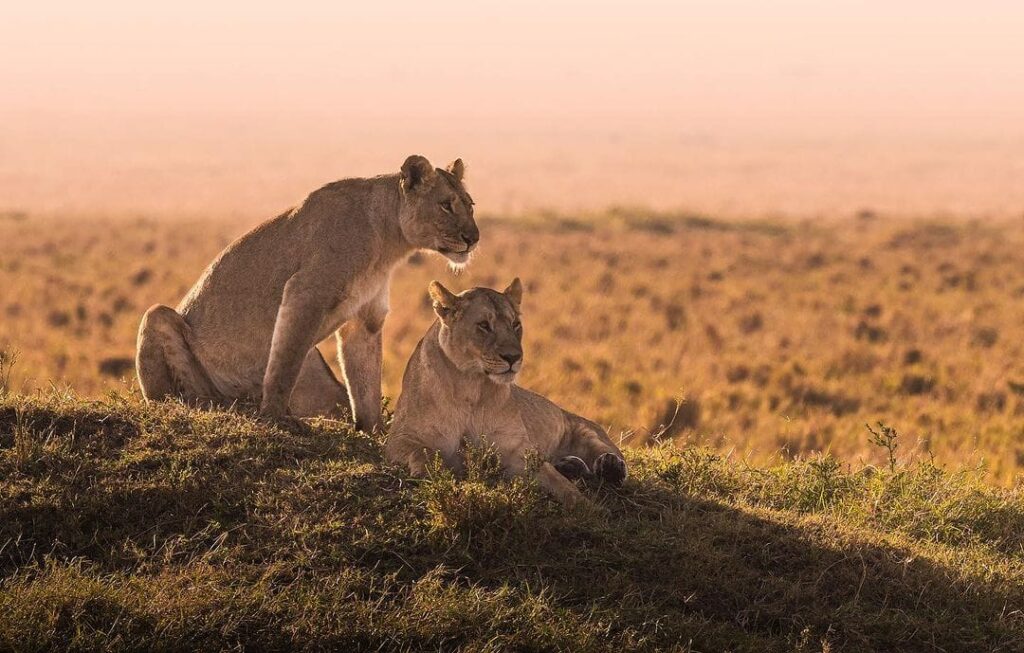 LIONESS