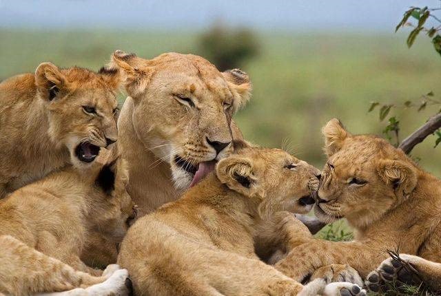 lioness
