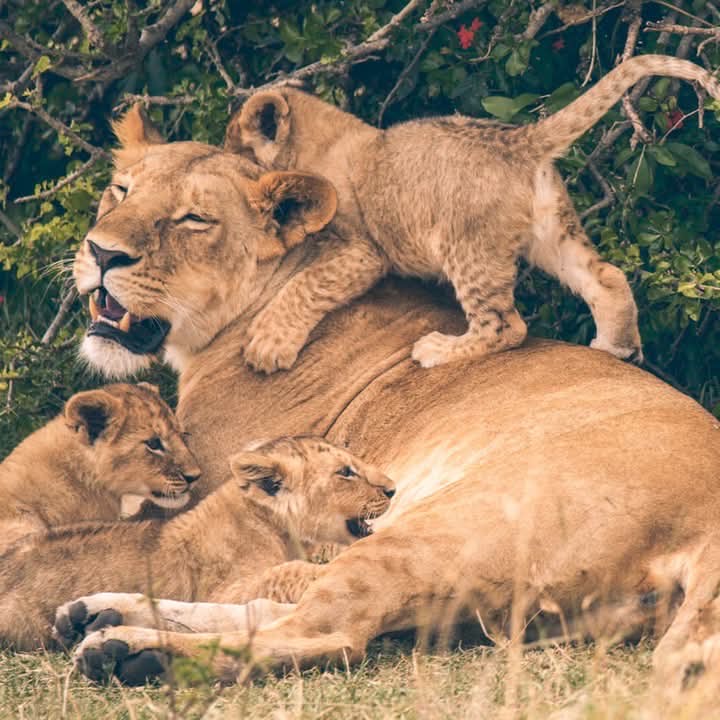 wildlife