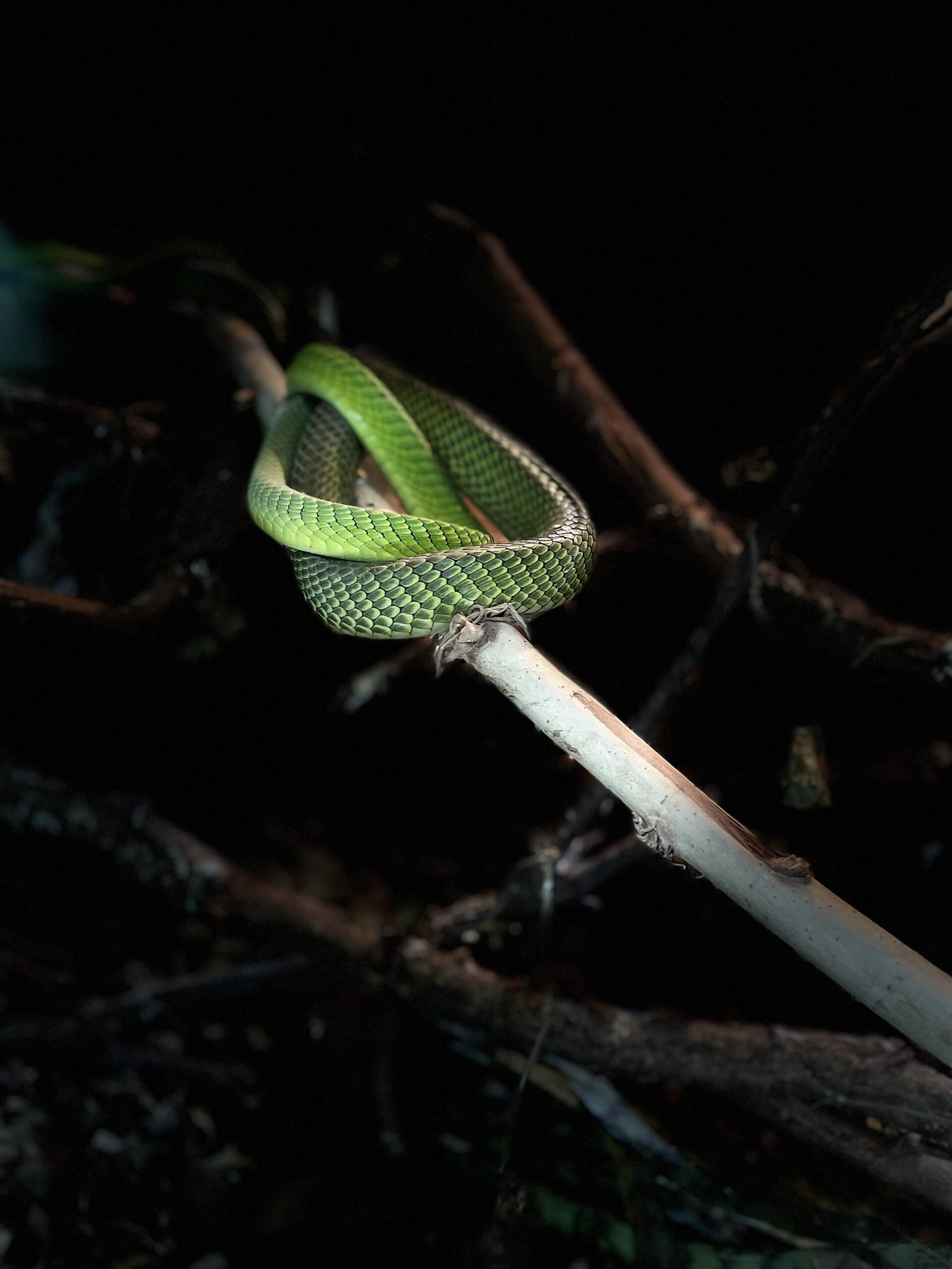 Tanzania Wildlife Safaris 2025: Discover the Magic with Kili hike Adventures Kili Hike Adventures